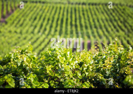 Grand cru et premier cru les vignes en Côte de Beaune, bourgogne, France, Europe Banque D'Images