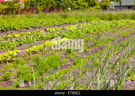 Betteraves, aneth et autres légumes dans un potager. Banque D'Images