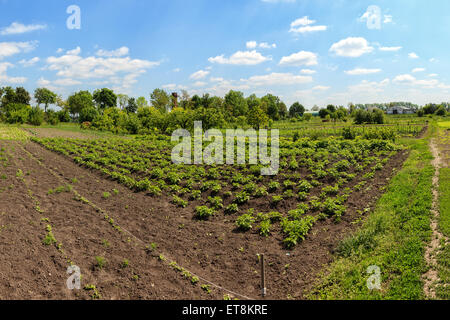 Les pommes de terre et d'arbres fruitiers dans un jardin potager. Banque D'Images