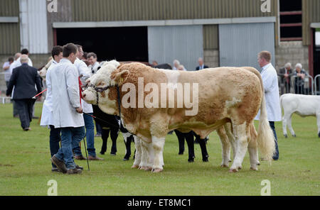 Ardingly Sussex UK 12 juin 2015 - Bétail au sud de l'Angleterre à Ardingly montrent aujourd'hui le thème de cette année est la prochaine génération pour l'alimentation et l'agriculture Crédit : Simon Dack/Alamy Live News Banque D'Images