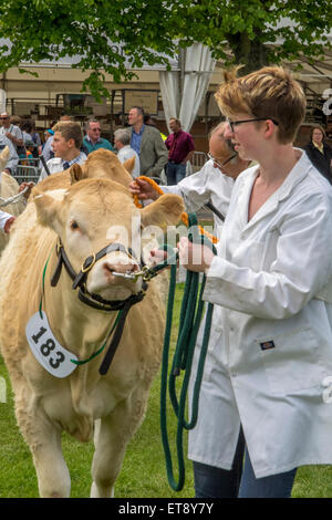 Malvern, Worcestershire, Royaume-Uni. Vendredi 12 juin 2015. Catle blonde à en juger au Royal trois comtés Show Crédit : Ian Thwaites/Alamy Live News Banque D'Images