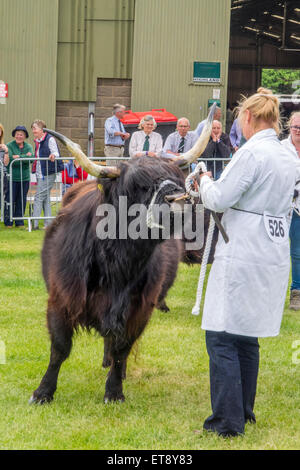 Malvern, Worcestershire, Royaume-Uni. Vendredi 12 juin 2015. Highland cattle étant jugé au Royal trois comtés show Crédit : Ian Thwaites/Alamy Live News Banque D'Images