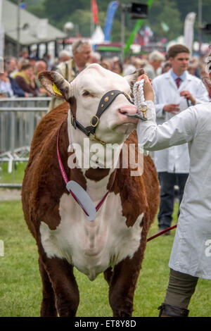 Malvern, Worcestershire, Royaume-Uni. Vendredi 12 juin 2015. Bovins Hereford étant jugé au Royal trois comtés Show Crédit : Ian Thwaites/Alamy Live News Banque D'Images