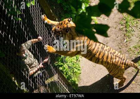 Tigre en captivité alimentation main zoo keeper temps d'alimentation cage Banque D'Images