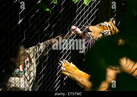 Tigre en captivité alimentation main zoo keeper temps d'alimentation cage Banque D'Images