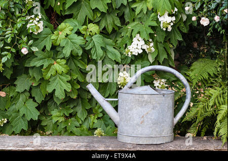 L'Italie. Un vieil arrosoir en zinc dans un jardin Banque D'Images