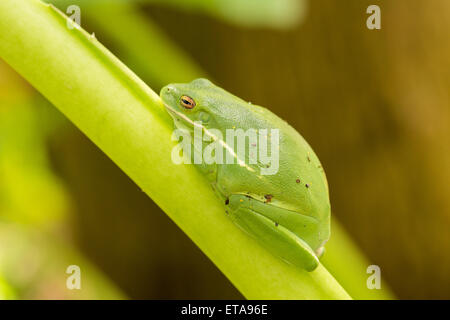 Une rainette verte (Hyla cinerea) sur une feuille de bananier à Charleston, SC. Banque D'Images