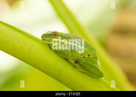 Une rainette verte (Hyla cinerea) sur une feuille de bananier à Charleston, SC. Banque D'Images