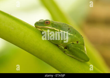 Une rainette verte (Hyla cinerea) sur une feuille de bananier à Charleston, SC. Banque D'Images