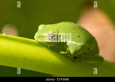 Une rainette verte (Hyla cinerea) sur une feuille de bananier à Charleston, SC. Banque D'Images