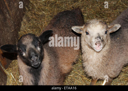 Comité permanent des moutons dans la stalle dans l'élevage de shed Banque D'Images