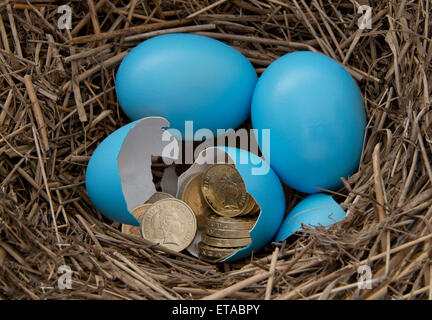 Laine bleu,oeufs dans un nid avec British pound coins.L'éclosion d'une économie de l'argent britannique finances budget richesse stash 'nest egg' Banque D'Images
