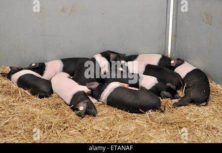 Ardingly Sussex UK 12 juin 2015 - nuit à l'Oaklands porcelets au sud de l'Angleterre montrent aujourd'hui à Ardingly Banque D'Images