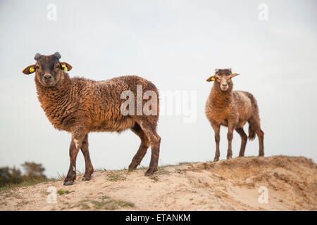 Brown agneaux sur la côte de sable en néerlandais forêt près de Zeist sur d'Utrechtse Heuvelrug Banque D'Images