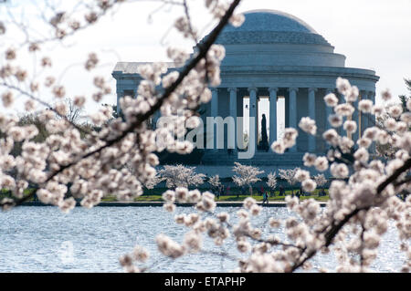 Les cerisiers en fleurs du printemps à Washington, DC Banque D'Images