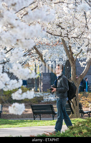 Les cerisiers en fleurs du printemps à Washington, DC Banque D'Images