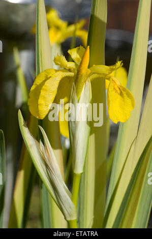 Feuilles panachées et fleur sur drapeau jaune iris, Iris pseudocorus variegata plante rhizomateuse, marginal, Berkshire, juin Banque D'Images