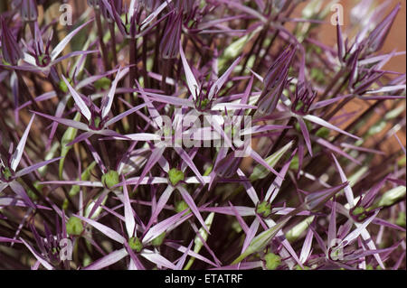 Fleurs en forme d'étoile de l'Allium cristophii ou étoile de Perse, fleurs lilas pourpre irridescent Banque D'Images