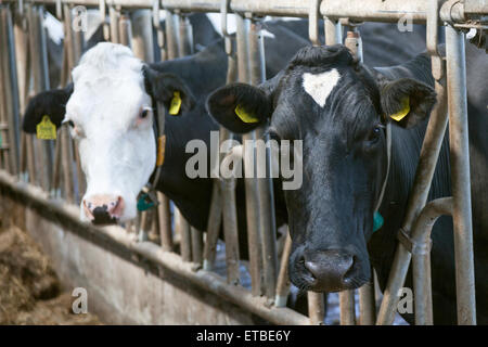 Deux vaches noir et blanc regarder à travers les barreaux en néerlandais stable Banque D'Images