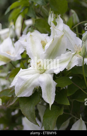 Clematis 'Roko-Kolla'. Grosses fleurs de clématites. Banque D'Images