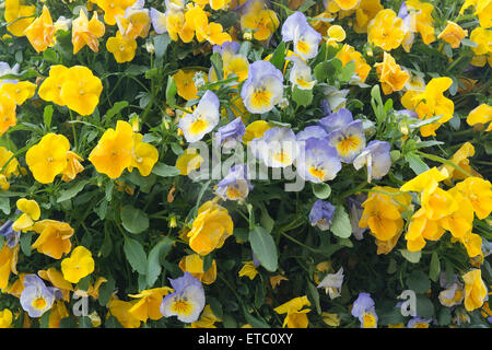 Jaune et bleu ou violet fleur sur fond plein cadre gros plan. Banque D'Images