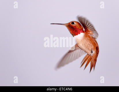 Allen's Hummingbird mâle Banque D'Images