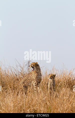 Le bâillement femme guépard et cub à Phinda Private Game Reserve, Afrique du Sud Banque D'Images