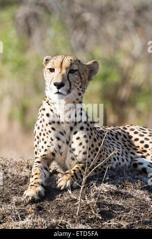 Guépard femelle à Phinda Private Game Reserve, Afrique du Sud Banque D'Images