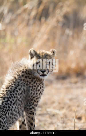 Cheetah cub jeune à Phinda Private Game Reserve, Afrique du Sud Banque D'Images