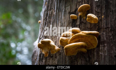 Les champignons sauvages sur un arbre, Mt. Tamalpais State Park, Californie Banque D'Images