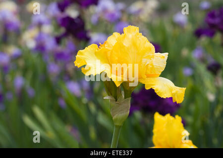 Iris 'augmenté' pousse dans un jardin anglais. Banque D'Images