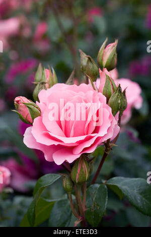 Rosa Vous êtes belles 'Fryracy».rose rose dans un jardin anglais. Banque D'Images