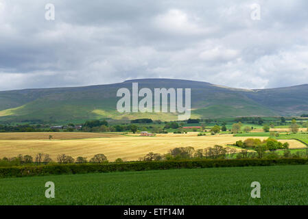 Des terres agricoles dans l'Eden Valley, soutenus par la baisse, plus les Pennines hillin, Cumbria, Angleterre, Royaume-Uni Banque D'Images