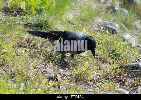 Hooded Crow (Corvus cornix), debout sur une prairie par temps ensoleillé. Banque D'Images