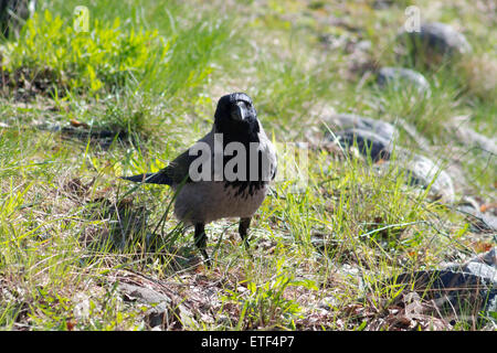 Hooded Crow (Corvus cornix), debout sur une prairie par temps ensoleillé. Banque D'Images