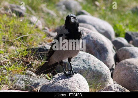 Hooded Crow (Corvus cornix), debout sur une prairie par temps ensoleillé. Banque D'Images