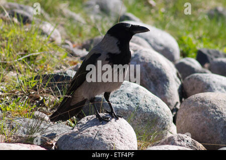 Hooded Crow (Corvus cornix), debout sur une prairie par temps ensoleillé. Banque D'Images