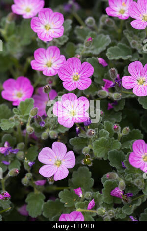 Erodium x variabile 'Roseum'. Storksbill fleurs. Banque D'Images