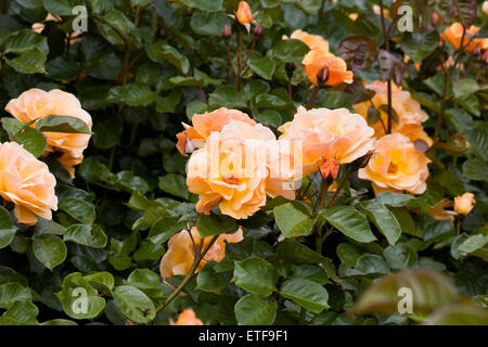 Rosa 'Harmode Allen Varenna'. Ambre d'or rose dans un jardin anglais. Banque D'Images