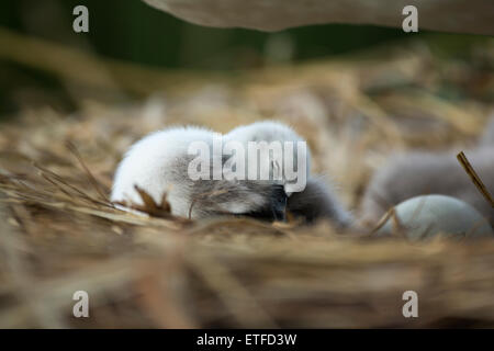 Mute Swan (Cygnus olor) cygnet endormi sur le nid, alors que mère, se tient sur la protection Banque D'Images