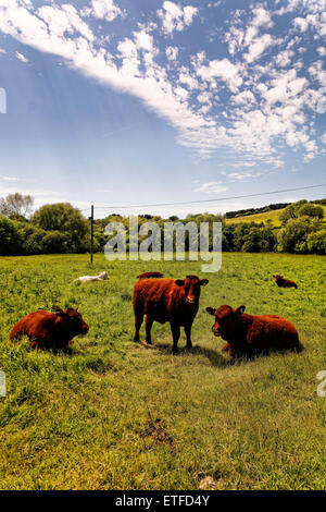 Un petit groupe de vaches se reposant, savourant l'agréable climat de la localité, Rock, île de Wight, Royaume-Uni Banque D'Images