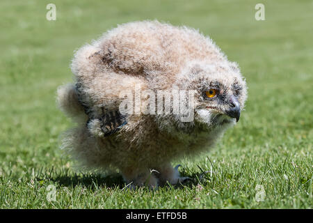 1 mois eagle owl chick debout sur l'herbe au niveau du sol regardant vers la droite Banque D'Images