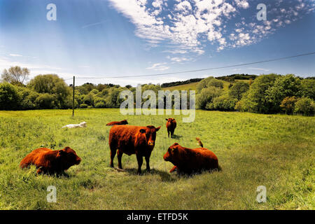 Un petit groupe de vaches se reposant, savourant l'agréable climat de la localité, Rock, île de Wight, Royaume-Uni Banque D'Images