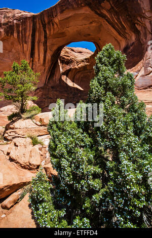 Le sentier de 1,6 km de Corona et Bow Tie arch arch démarre à partir de l'autoroute le long de la rivière Verte près de Moab. Banque D'Images