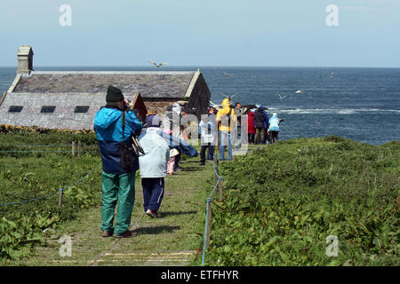 Les visiteurs à l'intérieur de Northumberland Farne attaqué par les Sternes arctiques Banque D'Images