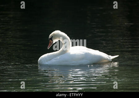 Cygne muet echelle Banque D'Images