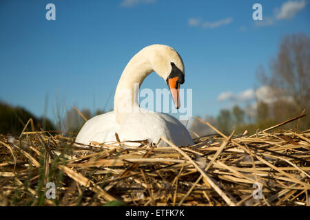 Mute Swan (Cygnus olor) femelle sur le nid l'incubation des œufs. Banque D'Images