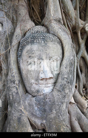 Une image en pierre du Bouddha est enveloppé dans les racines d'un figuier à Wat Maha That près de l'ancienne ville d'Ayutthaya. Banque D'Images