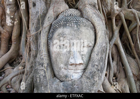 Une image en pierre du Bouddha est enveloppé dans les racines d'un figuier à Wat Maha That près de l'ancienne ville d'Ayutthaya thaïlandais. Banque D'Images