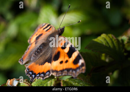 Petit papillon écaille prises dans Gwithian, Cornwall Banque D'Images